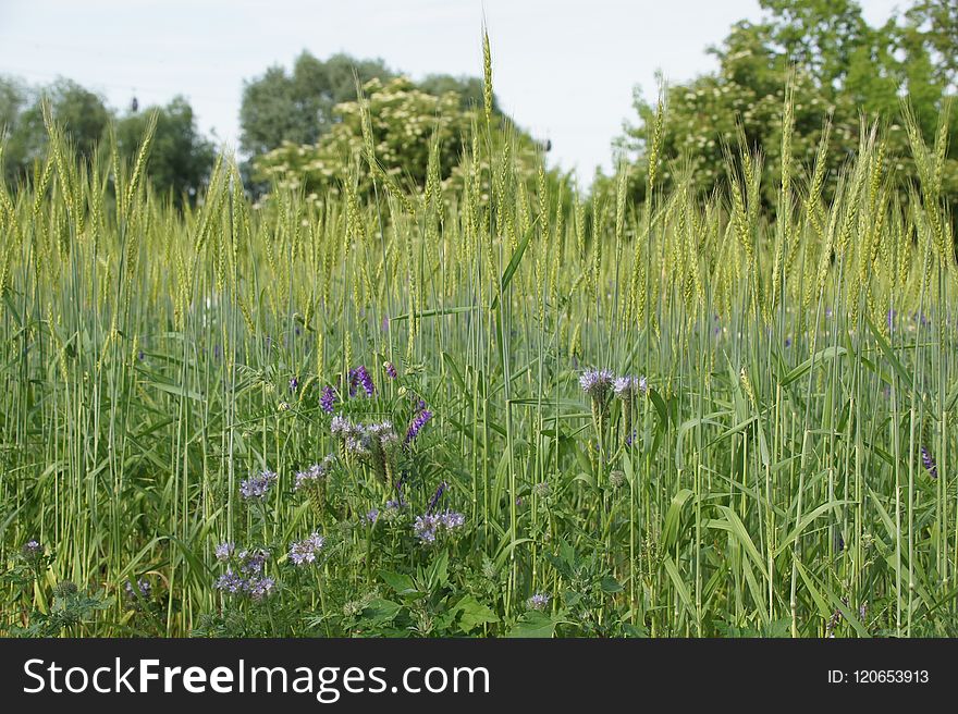 Vegetation, Ecosystem, Prairie, Grass