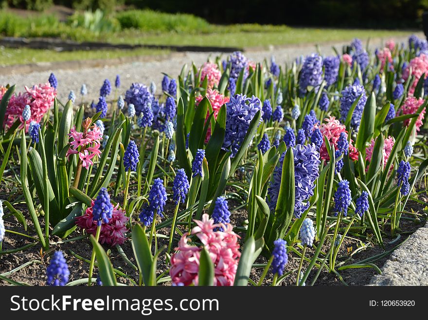 Plant, Flower, Flowering Plant, Hyacinth