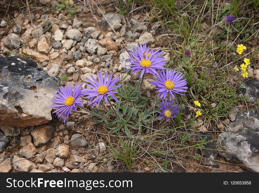 Flower, Plant, Flora, Purple