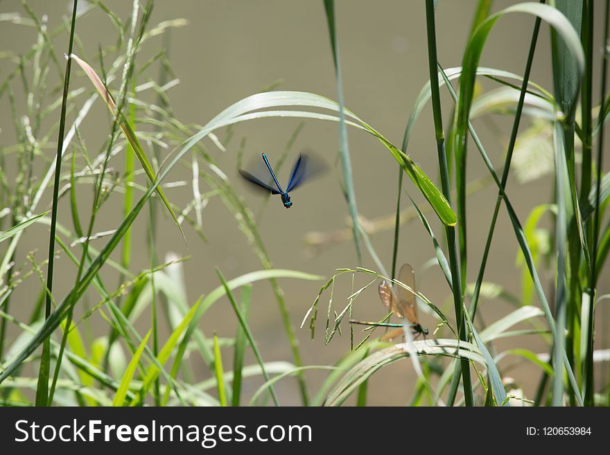 Plant, Grass, Flora, Fauna