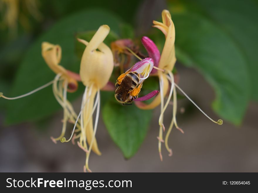 Flora, Insect, Flower, Bee