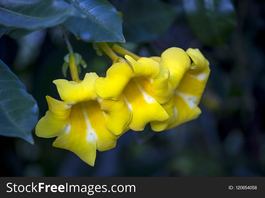 Flora, Yellow, Flower, Plant