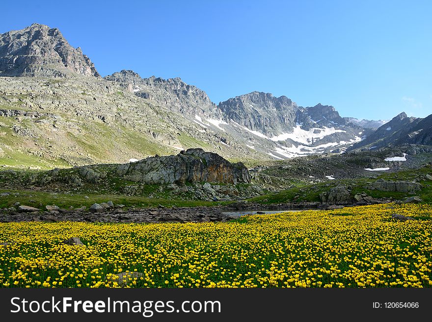 Wilderness, Vegetation, Mount Scenery, Wildflower