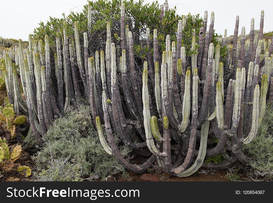 Plant, Vegetation, Cactus, Ecosystem