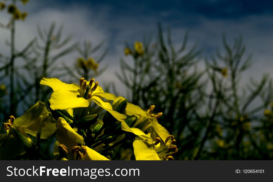 Yellow, Flower, Flora, Plant