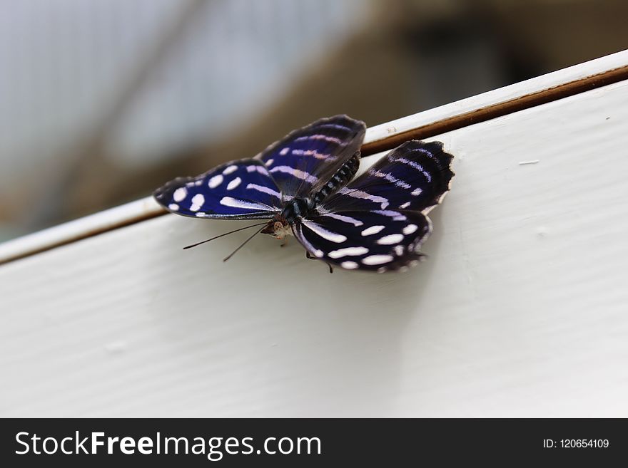 Insect, Moths And Butterflies, Invertebrate, Butterfly