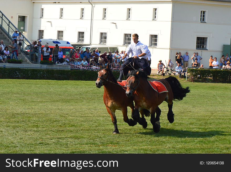 Horse, Equestrianism, Jockey, Horse Like Mammal