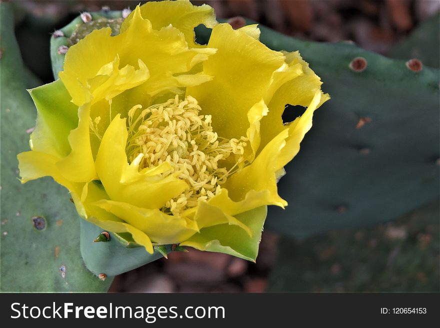 Yellow, Prickly Pear, Eastern Prickly Pear, Plant