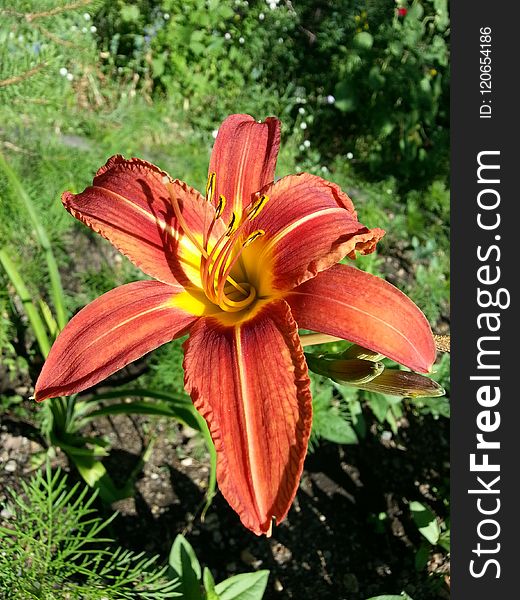 Lily, Flower, Daylily, Flora