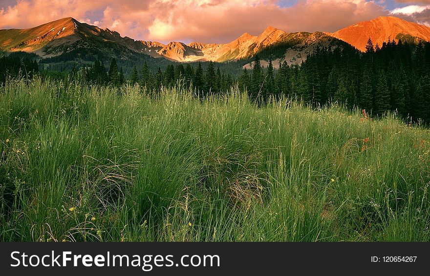 Vegetation, Wilderness, Ecosystem, Grassland