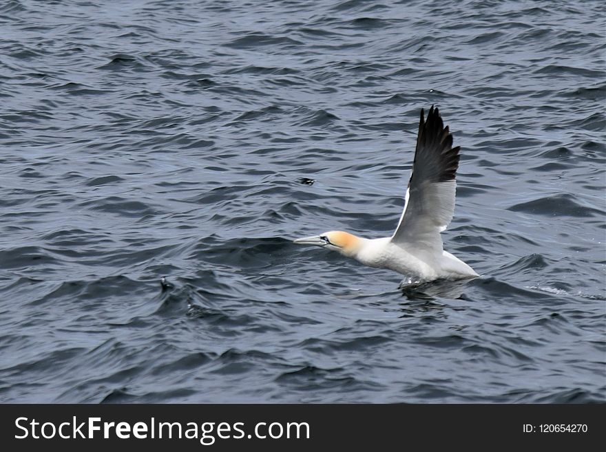 Bird, Water, Seabird, Gull