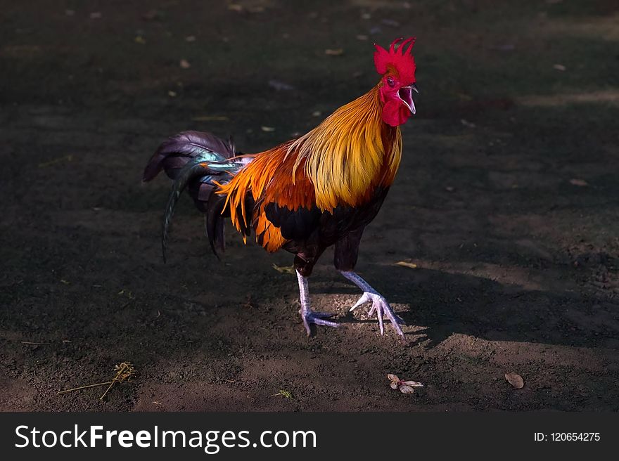 Chicken, Rooster, Galliformes, Beak