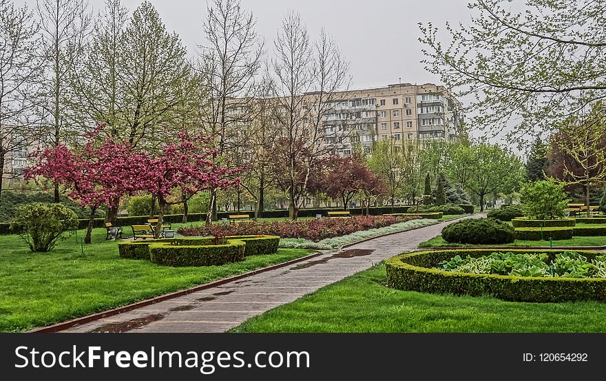 Garden, Tree, Plant, Botanical Garden