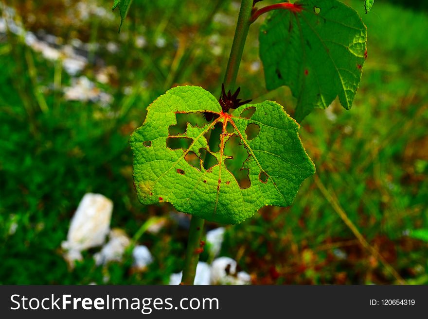 Leaf, Vegetation, Flora, Grass