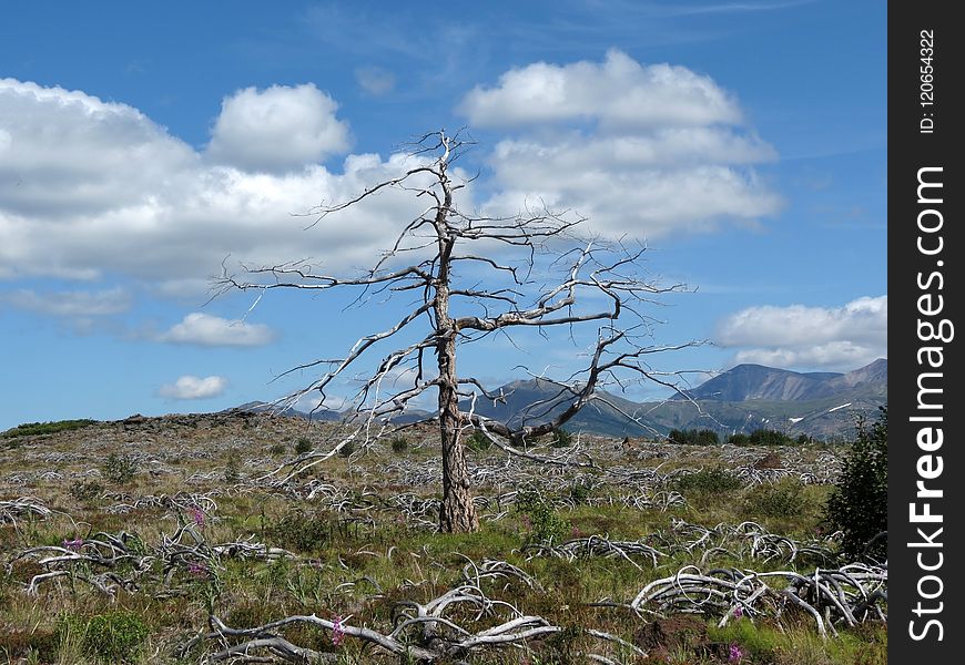 Tree, Ecosystem, Sky, Vegetation