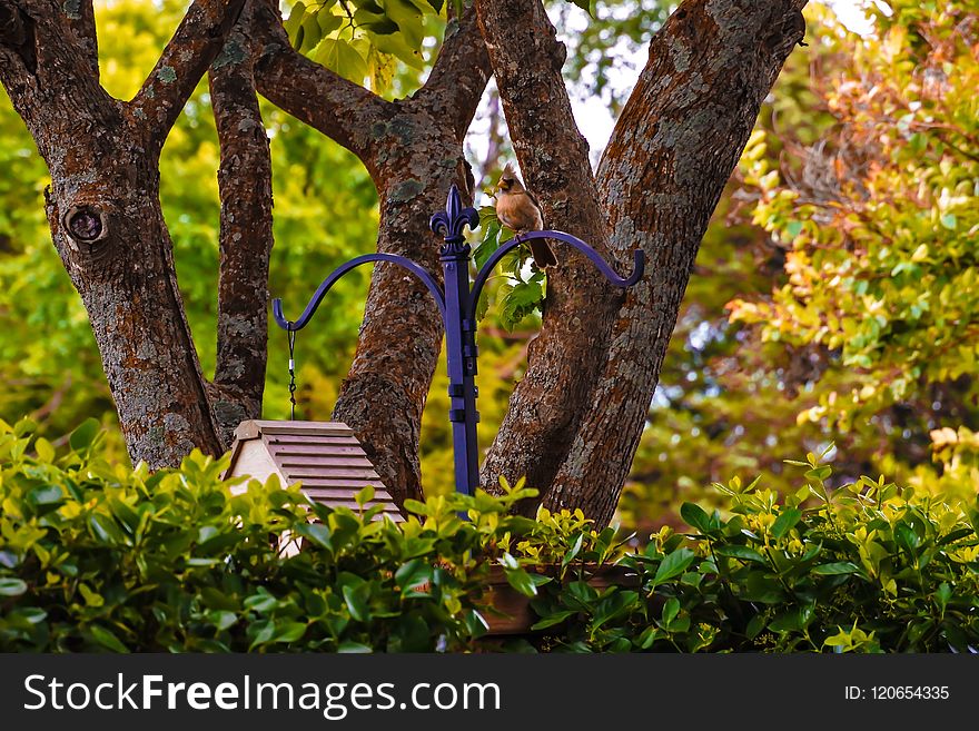 Tree, Branch, Leaf, Flora