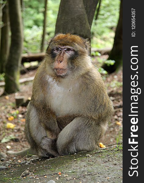 Macaque, Mammal, Fauna, Primate