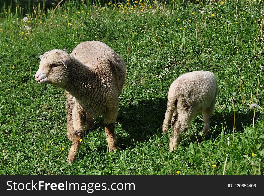 Pasture, Grazing, Sheep, Grassland