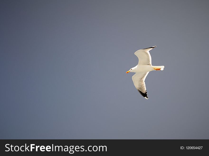 Bird, European Herring Gull, Gull, Seabird