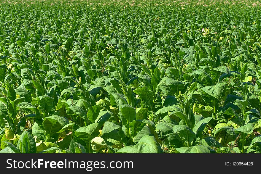 Agriculture, Crop, Field, Plant