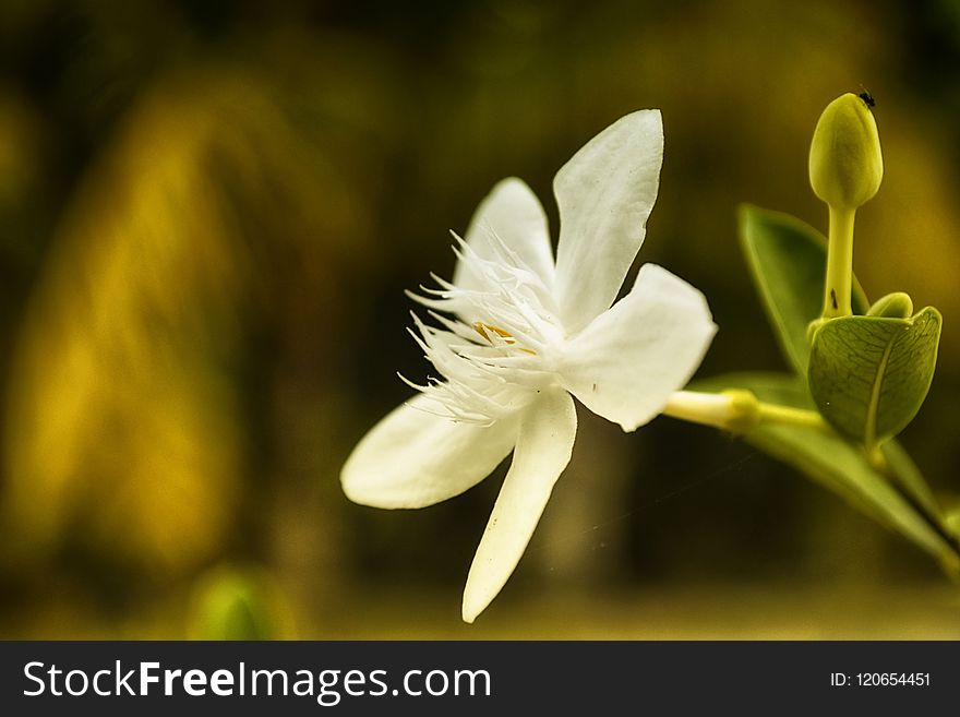 Flower, White, Plant, Flora