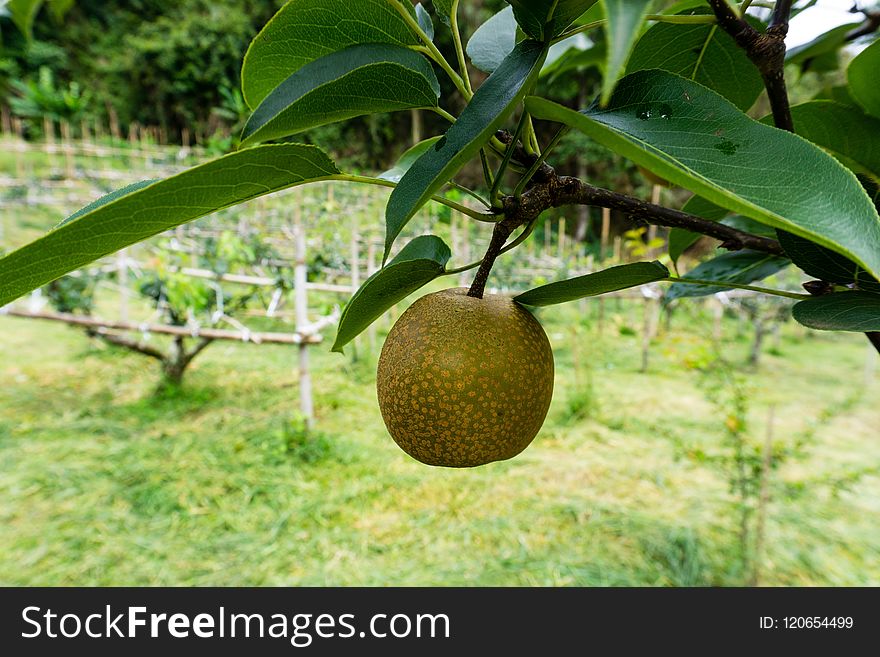 Fruit Tree, Fruit, Plant, Artocarpus