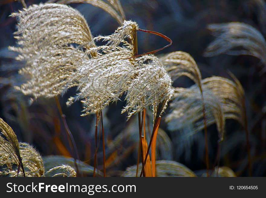 Close Up, Macro Photography, Grass Family, Frost