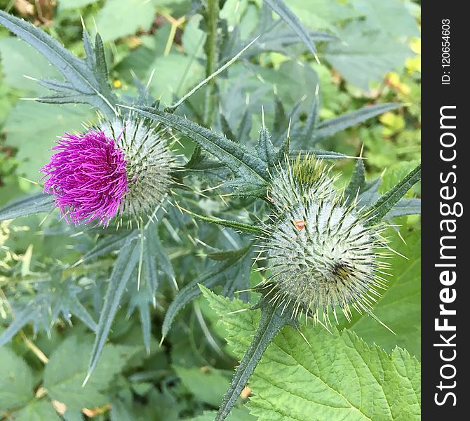 Plant, Thistle, Silybum, Noxious Weed