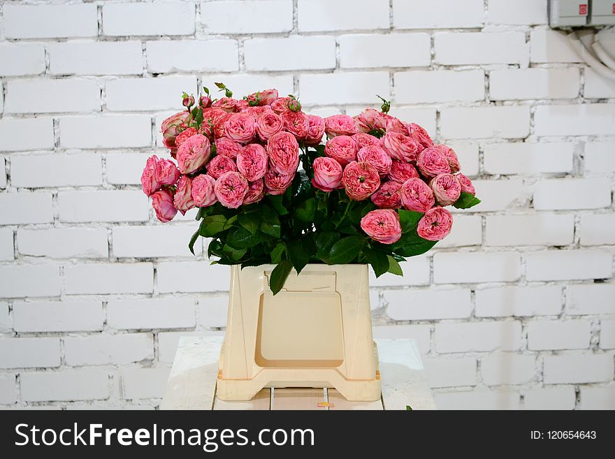 Flower, Garden Roses, Rose, Pink