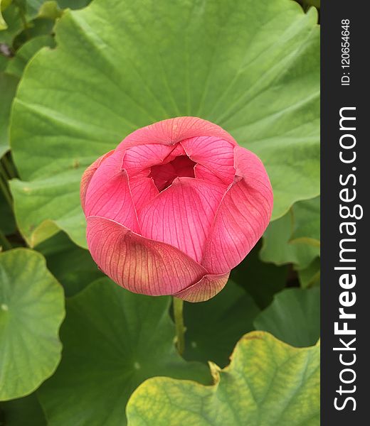 Flower, Plant, Pink, Green