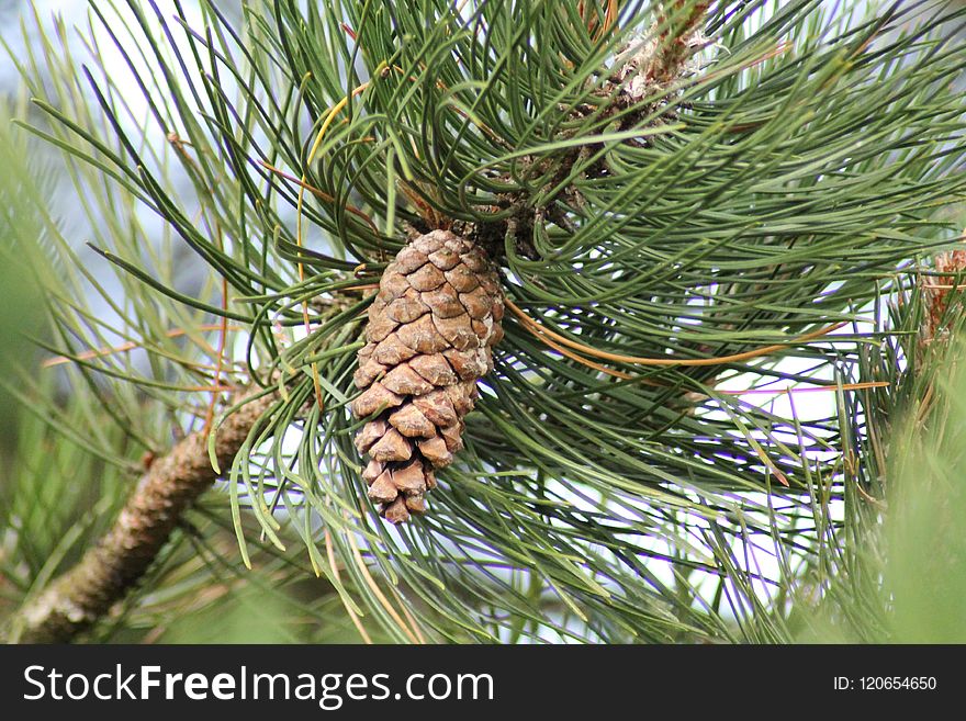 Tree, Pine Family, Pine, Conifer