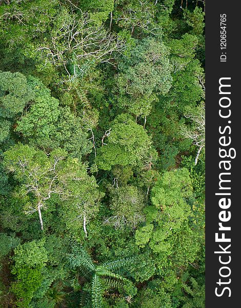 Vegetation, Ecosystem, Nature Reserve, Rainforest