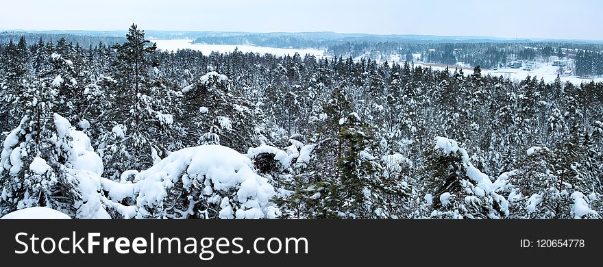 Snow, Winter, Tree, Wilderness