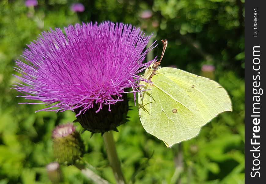 Butterfly, Moths And Butterflies, Insect, Thistle