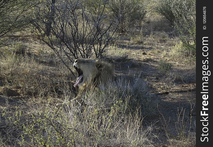 Wildlife, Ecosystem, Fauna, Nature Reserve