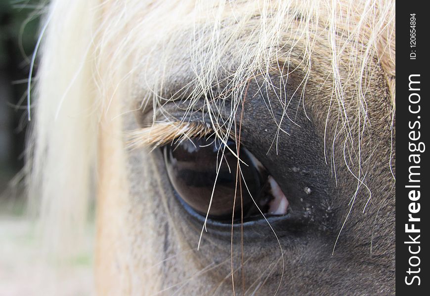 Nose, Eye, Mane, Close Up