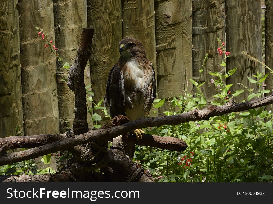 Fauna, Bird, Ecosystem, Beak