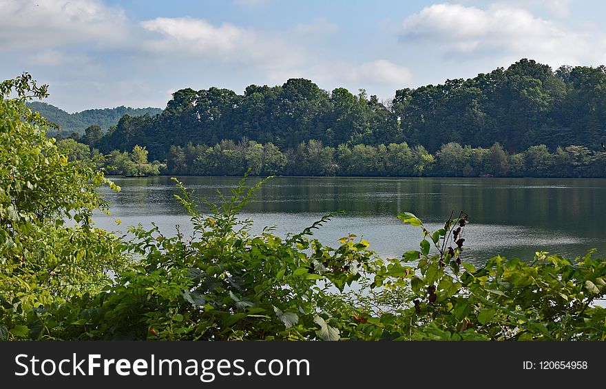 Nature, Vegetation, Nature Reserve, Water