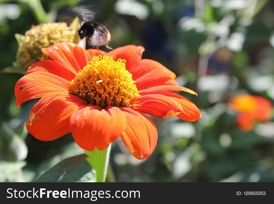 Flower, Nectar, Flora, Pollen