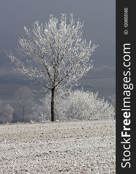 Frost, Tree, Winter, Freezing