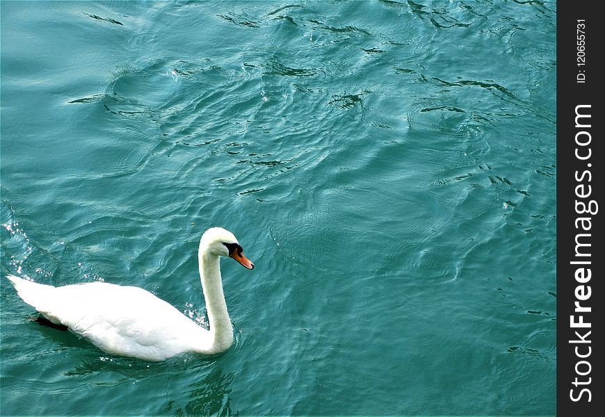 Swan, Water, Water Bird, Bird