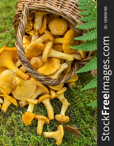 Wild mushrooms chanterelles scattered in the basket outdoors in forest