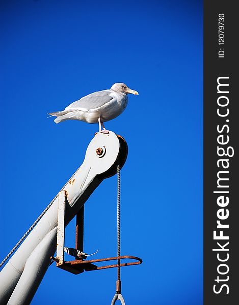 Seagull sitting on winch against blue sky. Seagull sitting on winch against blue sky