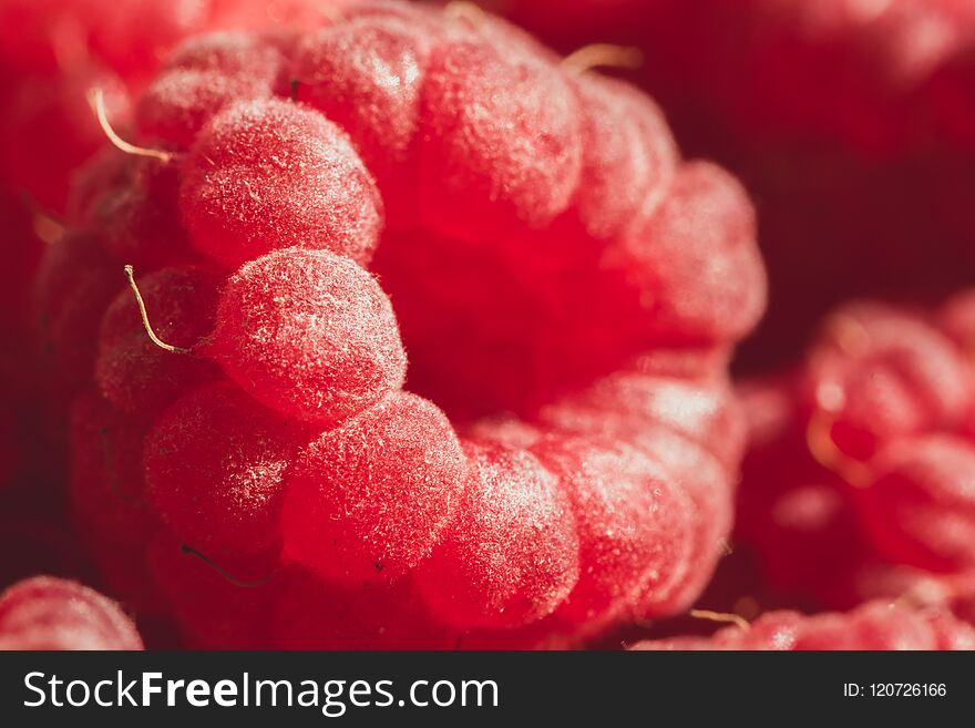 Ripe juicy red raspberry berry. Summer macro