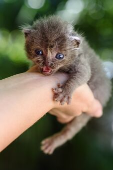 Newborn Gray Kitten Royalty Free Stock Photography