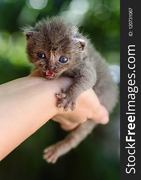 Sweet newborn grey kitten in the hands. Sweet newborn grey kitten in the hands