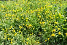 Grass Field With Dandelions Stock Images Grass Field With Dandelions Stock Images