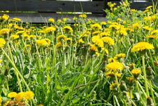 Grass Field With Dandelions Royalty Free Stock Photo Grass Field With Dandelions Royalty Free Stock Photo