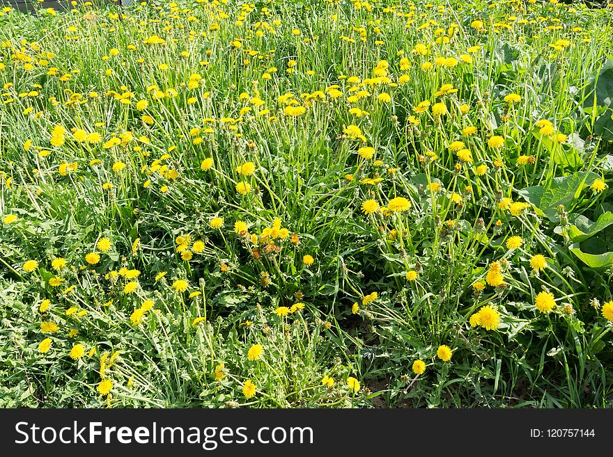 Sunny summer grass field with yellow dandelions background. Sunny summer grass field with yellow dandelions background.