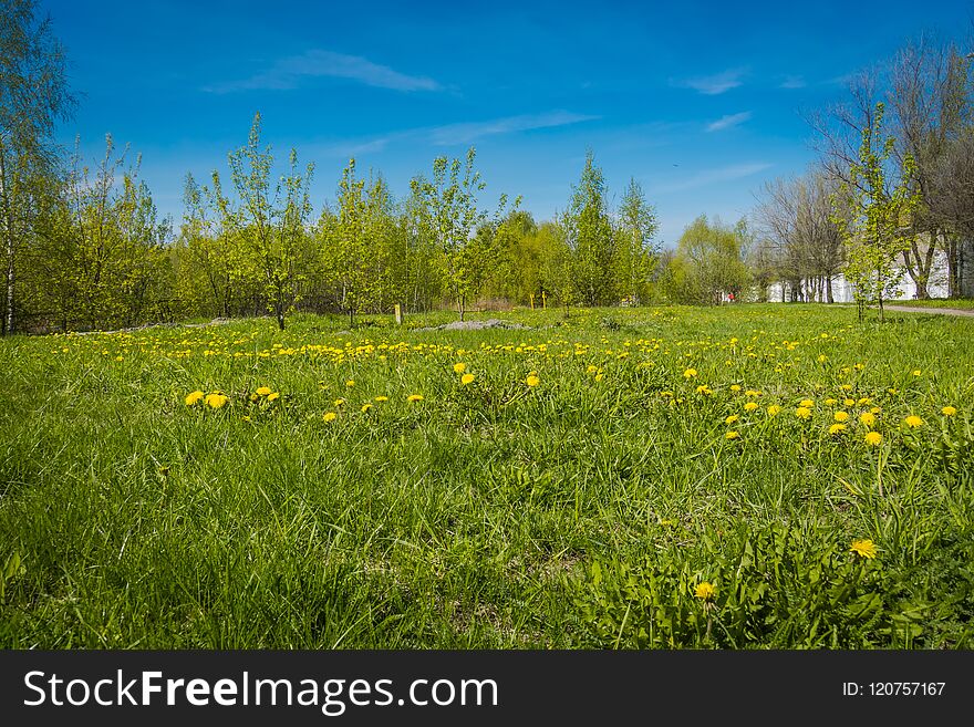 Grass Field With Dandelions